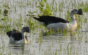 Comb Duck