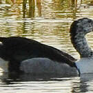 Sarcidiorne sylvicole