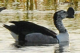 Comb Duck