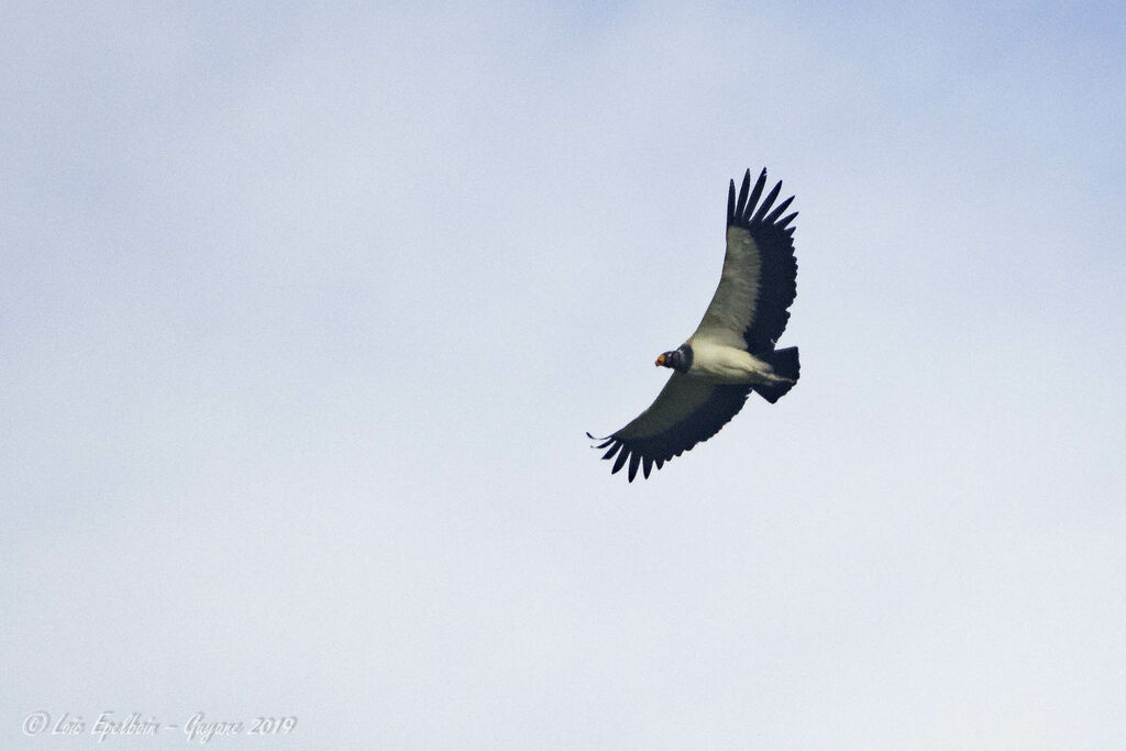 King Vulture