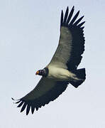 King Vulture