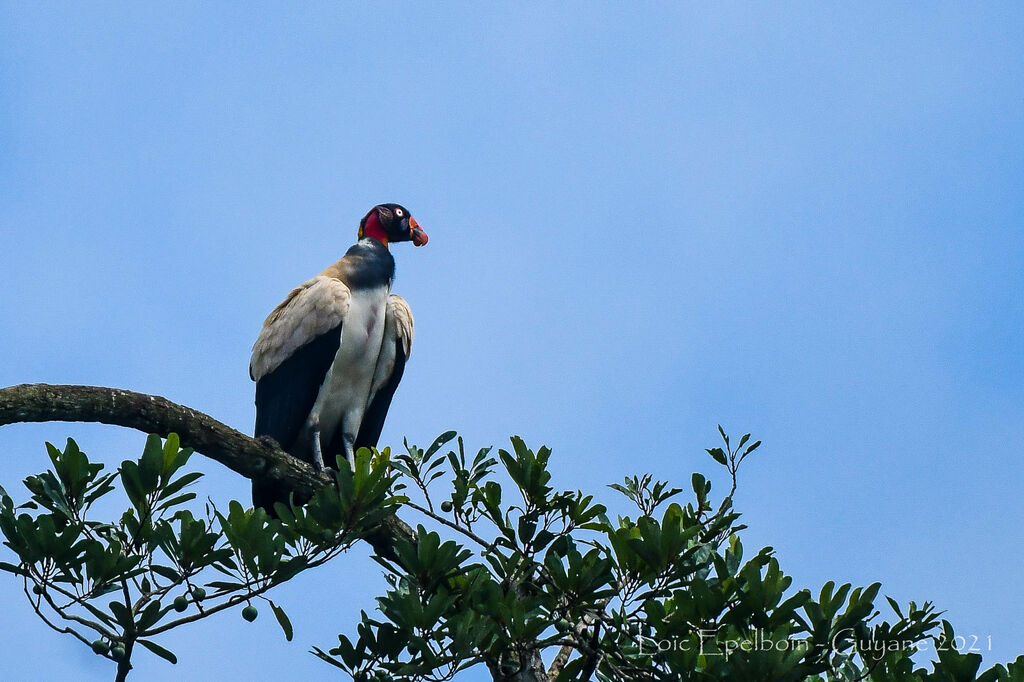 King Vulture