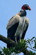 King Vulture