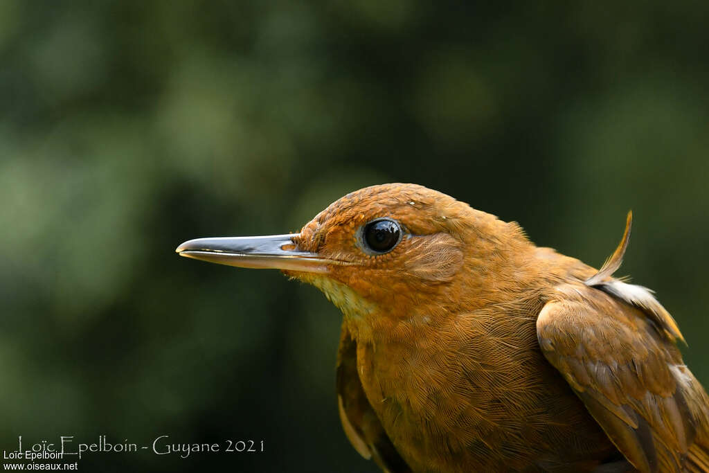 Black-tailed Leaftosser, close-up portrait