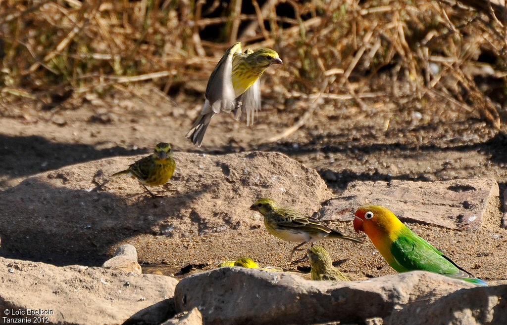 Serin à ventre blanc