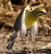 Serin à ventre blanc