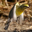Serin à ventre blanc