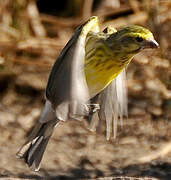 White-bellied Canary