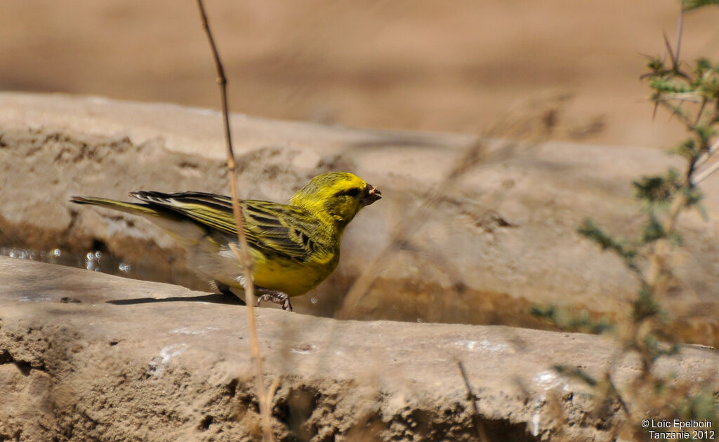 White-bellied Canary