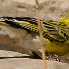 Serin à ventre blanc
