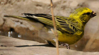 White-bellied Canary