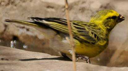 Serin à ventre blanc