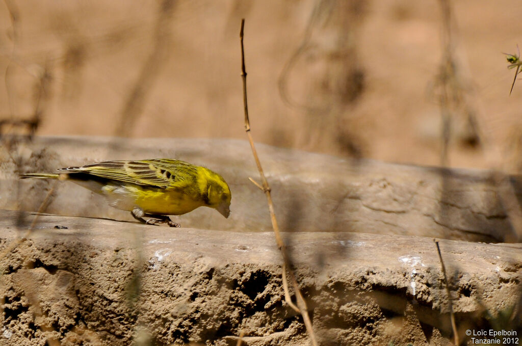 White-bellied Canary