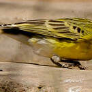 Serin à ventre blanc
