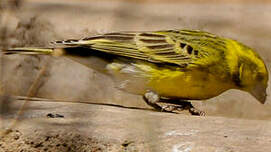 Serin à ventre blanc