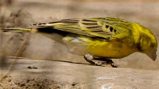 White-bellied Canary