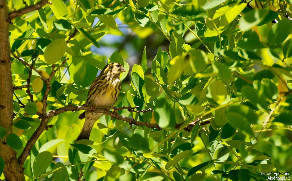 European Serin