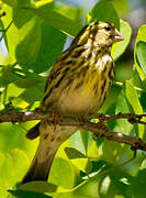 European Serin