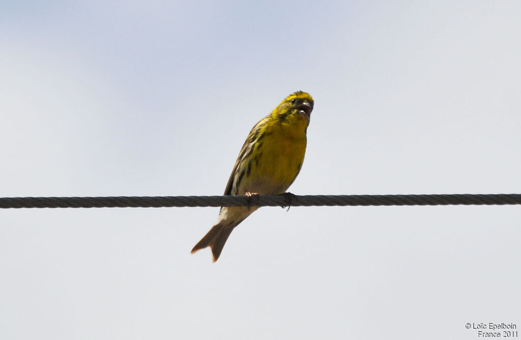 European Serin