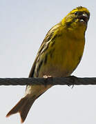 European Serin