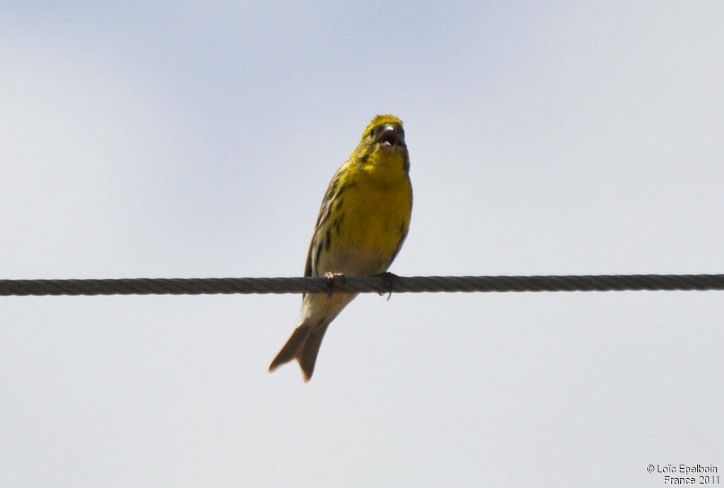 European Serin