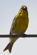 European Serin