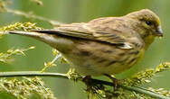 Serin cini