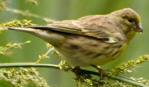 European Serin