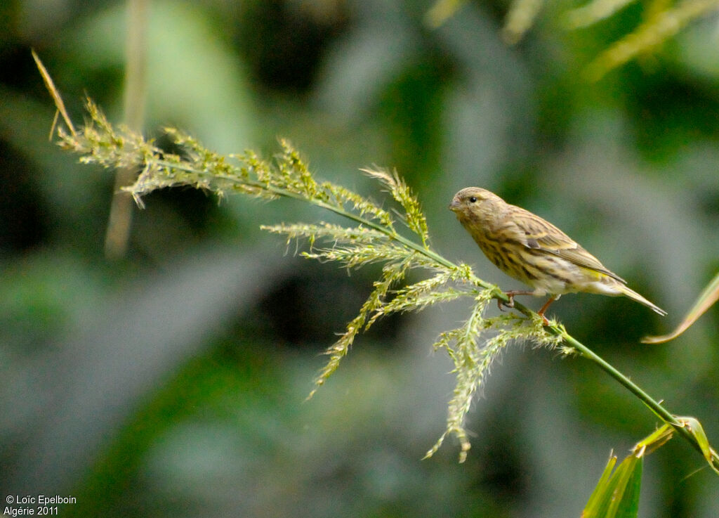 European Serin