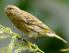 European Serin