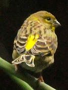 European Serin