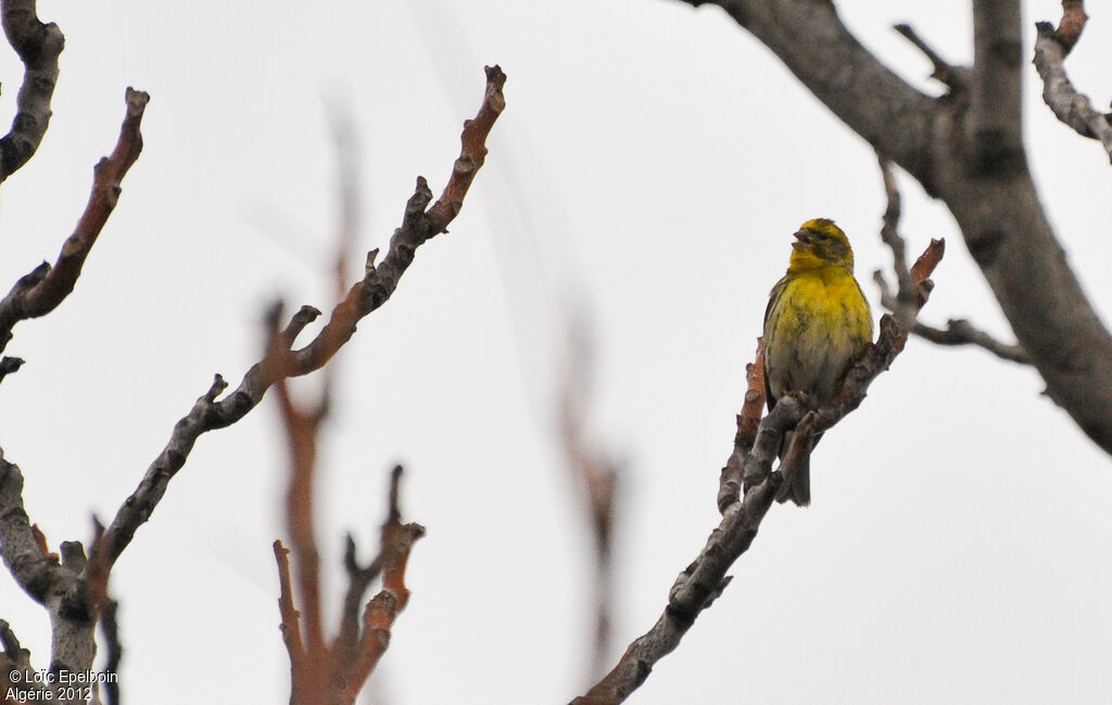 European Serin