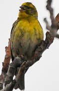 European Serin