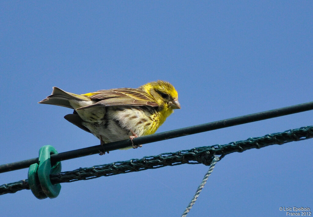 European Serin