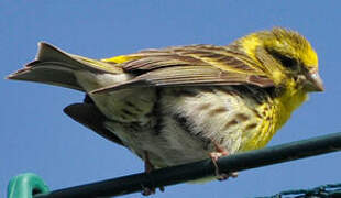 European Serin