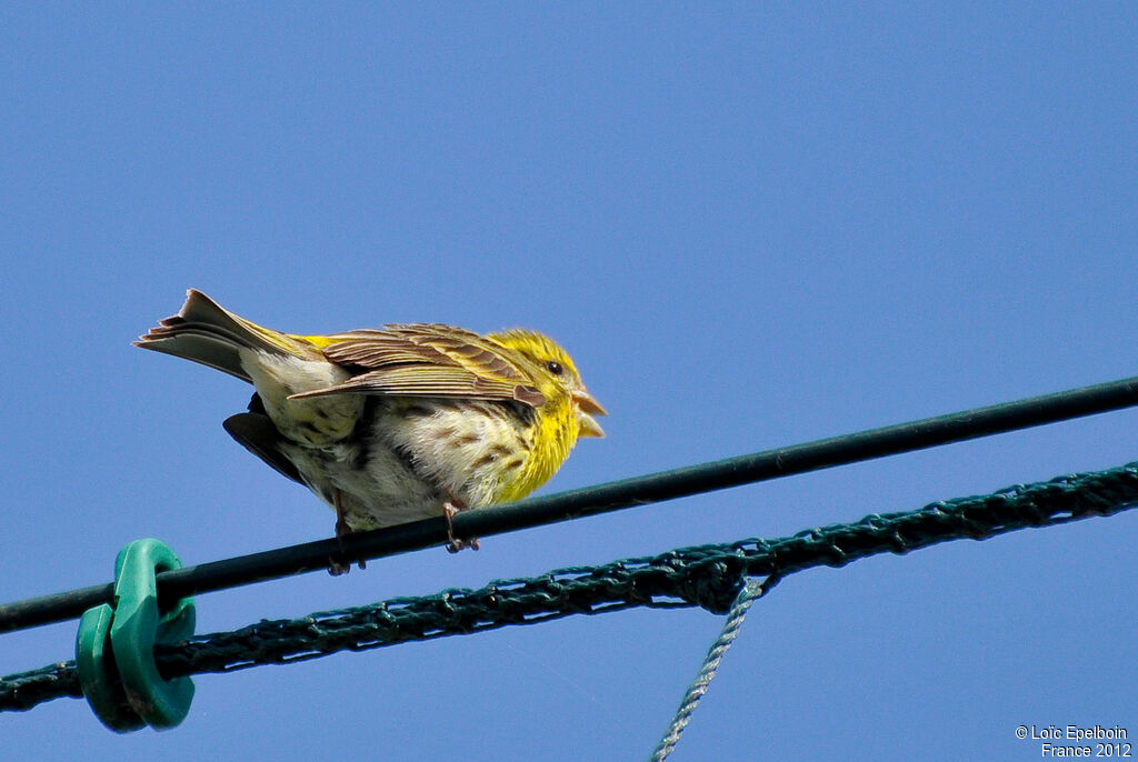 European Serin