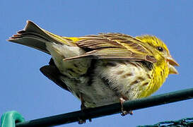 European Serin