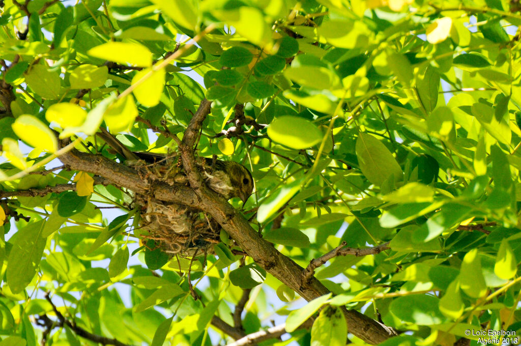 European Serin