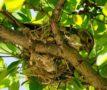 European Serin