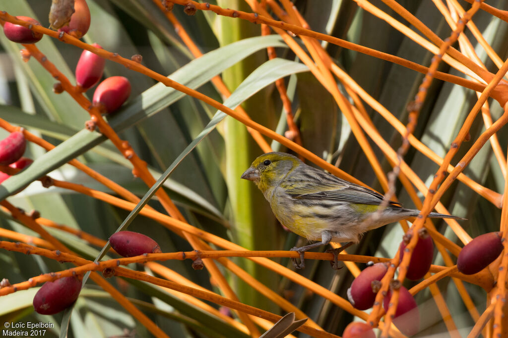 Serin des Canaries