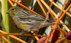 Serin des Canaries