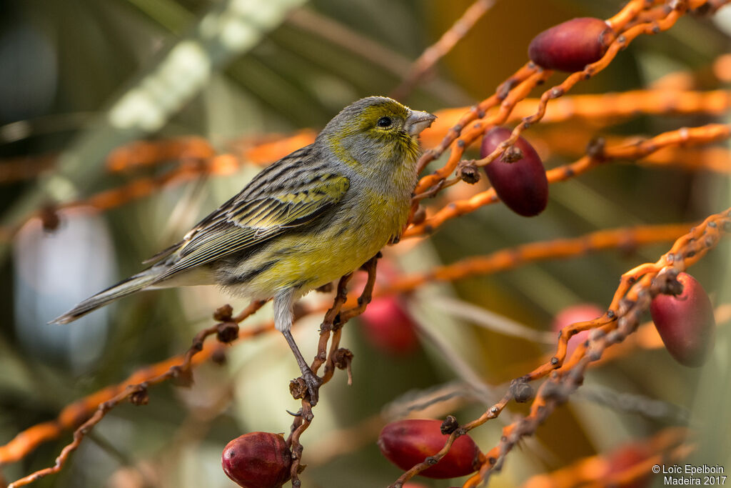 Serin des Canaries