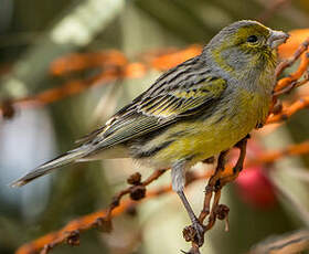 Serin des Canaries