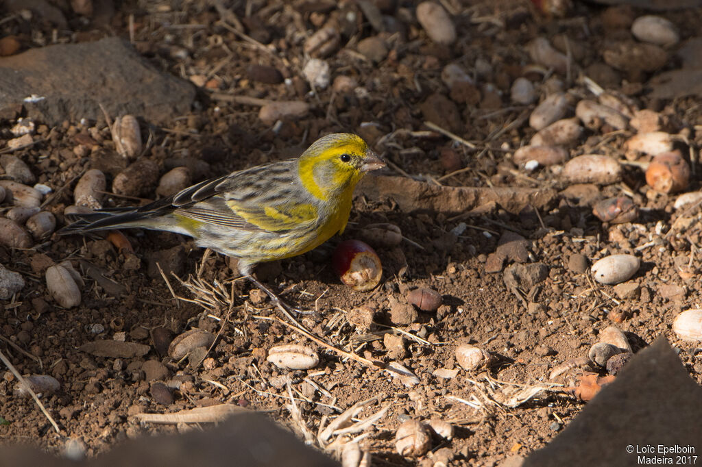 Atlantic Canary