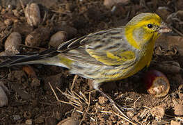 Serin des Canaries