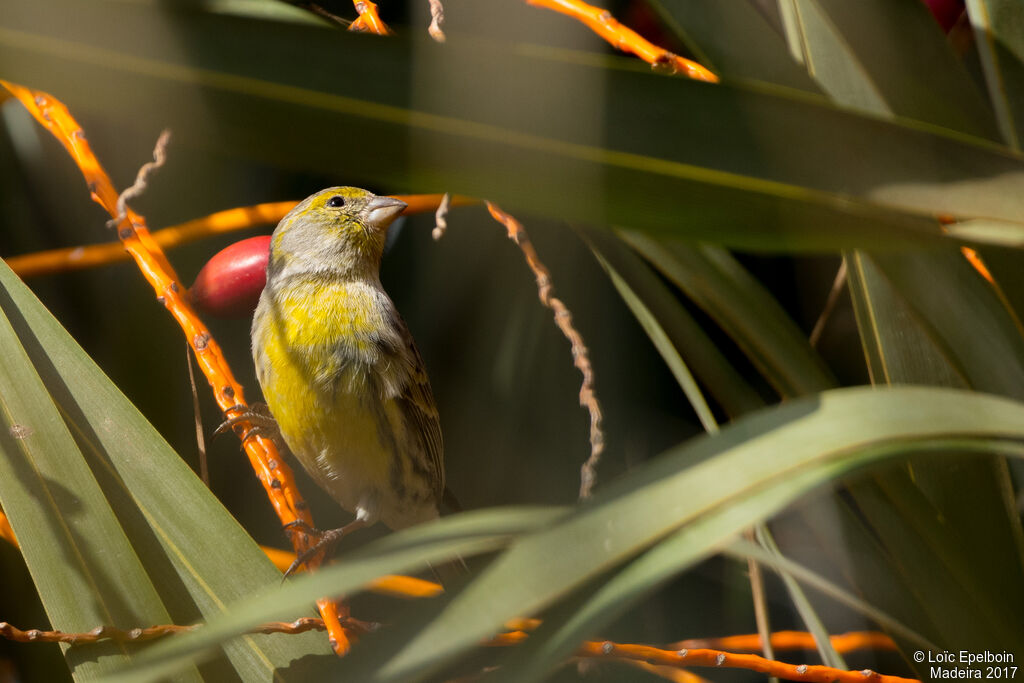 Serin des Canaries