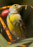 Serin des Canaries