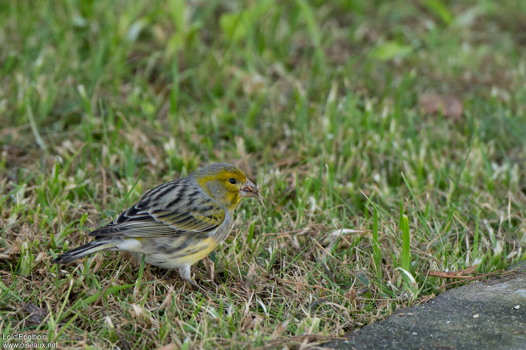 Serin des Canariesadulte, régime