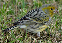 Serin des Canaries