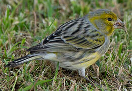 Serin des Canaries